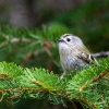 Goldcrest<i>(Regulus regulus)</i>