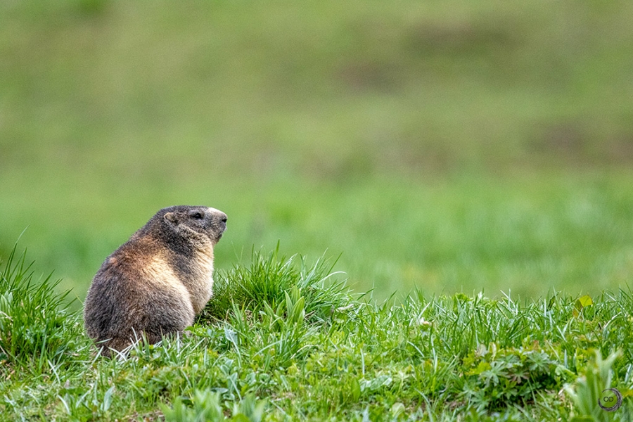 Alpine marmot <i>(Marmota marmota)</i>