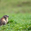 Alpine marmot <i>(Marmota marmota)</i>