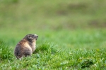 Marmota alpina <i>(Marmota marmota)</i>