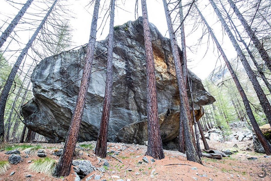 Alpine forests
