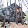 Alpine forests