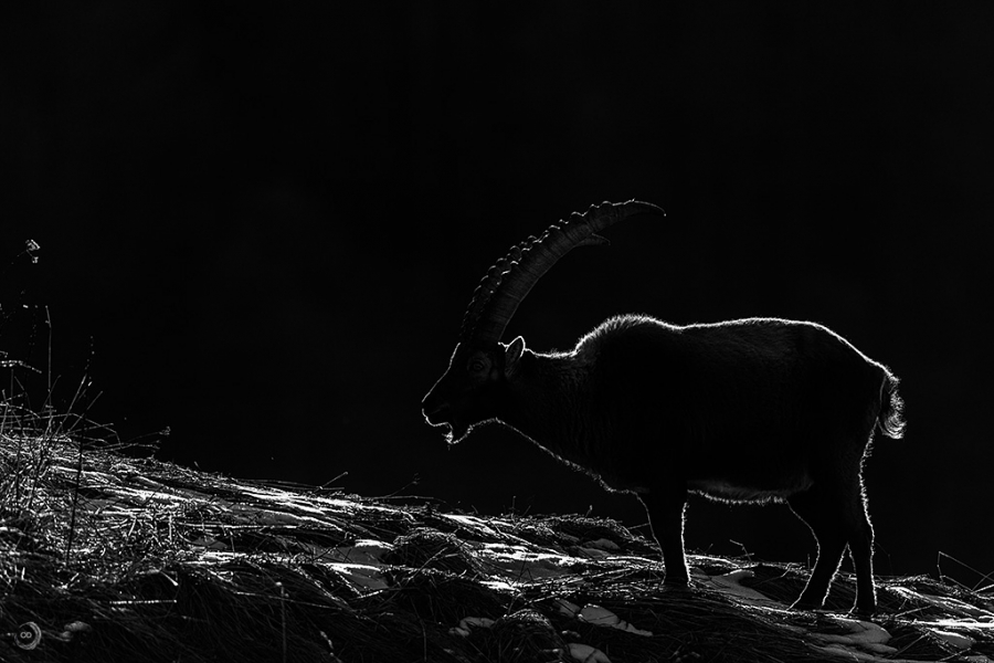 Alpine Ibex <i> (Capra ibex)</I>