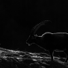 Alpine Ibex <i> (Capra ibex)</I>