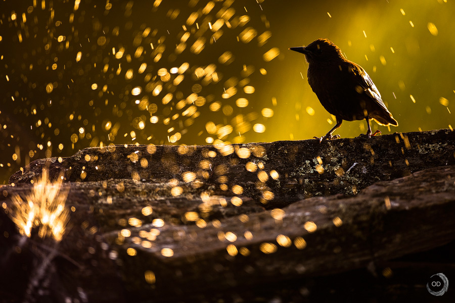 Spotless Starling <i>(Sturnus unicolor)</i>