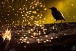 Spotless Starling <i>(Sturnus unicolor)</i>