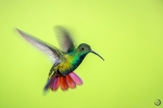 Mango pechiverde macho <i> (Anthracothorax prevostii)</i>