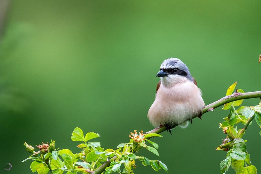 Red-backed shrike <i> (Lanius collurio)</i>