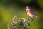 Common linnet <i> (Carduelis cannabina) </i>