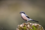 Alcaudón Real <i>(Lanius meridionalis)</i>
