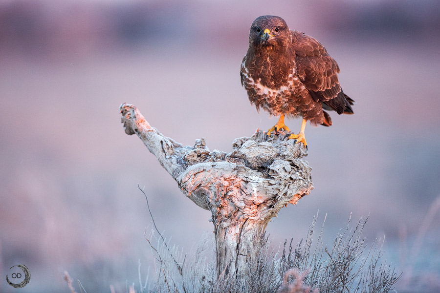 Ratonero común <i>(Buteo buteo)</i>