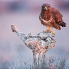 Ratonero común <i>(Buteo buteo)</i>