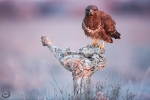 Ratonero común <i>(Buteo buteo)</i>