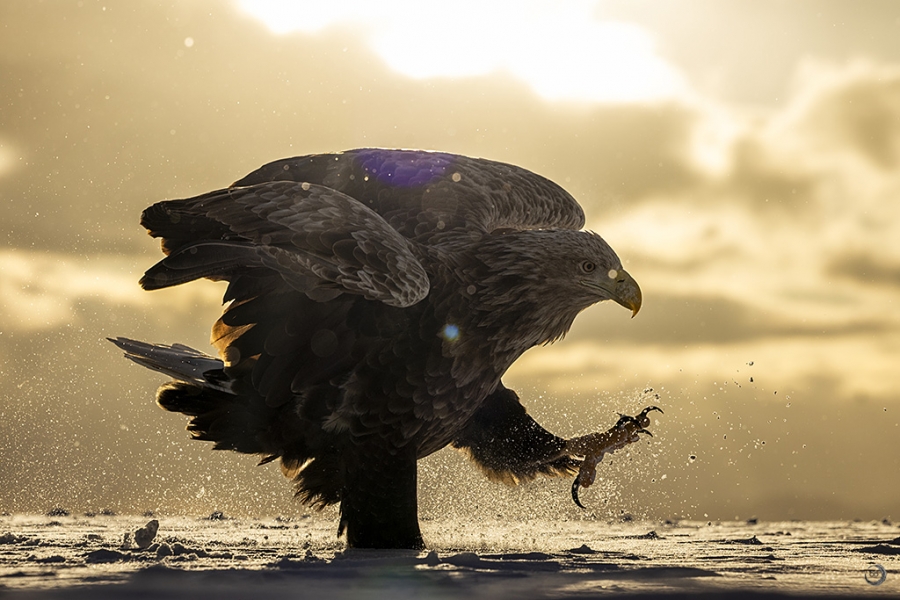 Pigargo europeo <i>(Haliaeetus albicilla)</i>
