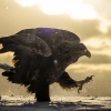 Pigargo europeo <i>(Haliaeetus albicilla)</i>