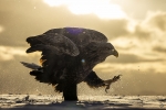 White-tailed Eagle <i>(Haliaeetus albicilla)</i>