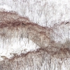 Pigargo de Steller <i> (Haliaeetus pelagicus)</i>