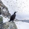 European shag <i>(Phalacrocorax aristotelis)</i>