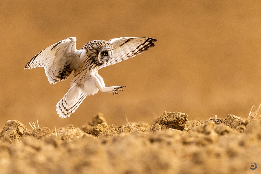 Short-eared Owl <i> (Asio flammeus)</i>