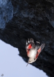 Wallcreeper <i> (Tichodroma muraria)</i>