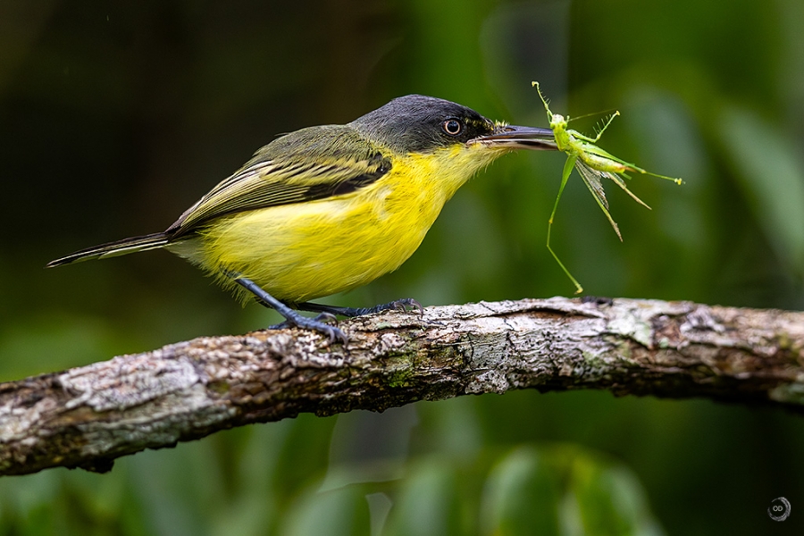 Common tody flycatcher <i>(Todirostrum cinereum)</i>
