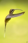 Long-billed hermit <i> (Phaethornis longirostris)</i>