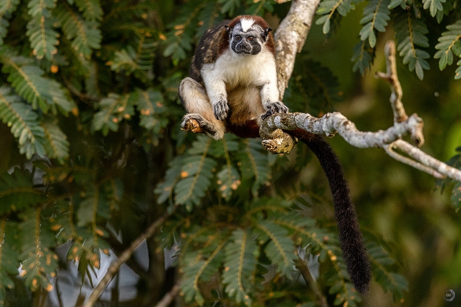 Geoffroy's tamarin <i>(Saguinus geoffroyi)</i>