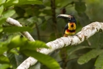 Collared aracari <i>(Pteroglossus torquatus)</i>