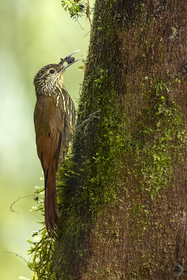 Spot crowned woodcreeper <i>(Lepidocolaptes affinis)</i>