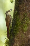 Spot crowned woodcreeper <i>(Lepidocolaptes affinis)</i>