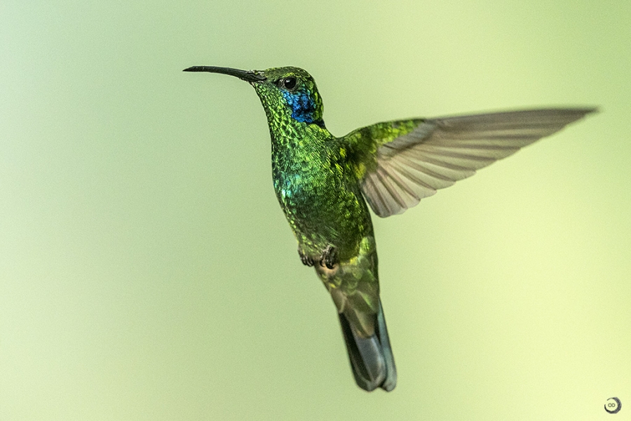 Lesser violetear <i>(Colibri cyanotus)</i>