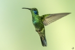 Lesser violetear <i>(Colibri cyanotus)</i>