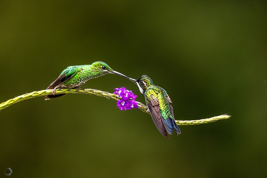Brillante coroniverde <i>(Heliodoxa jacula)</i>