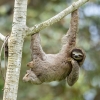 Brown-throated Three-toed Sloth <i>(Badypus variegatus) </i>