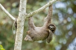 Brown-throated Three-toed Sloth <i>(Badypus variegatus) </i>