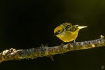 Silver-throated tanager <i>(Tangara icterocephala)</i>
