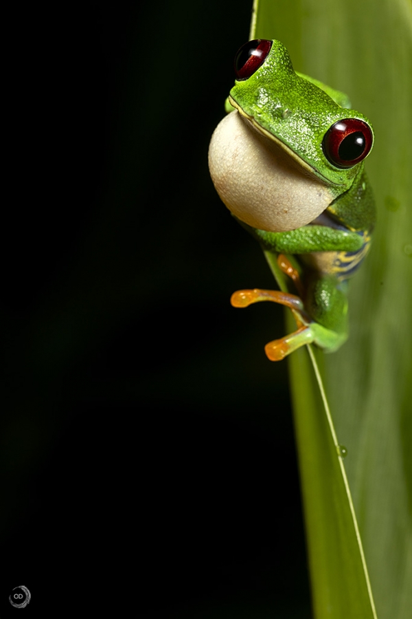 Rana verde de ojos rojos <i>(Agalychnis callidryas)</i>