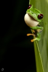 Red-eyed tree frog <i>(Agalychnis callidryas)</i>