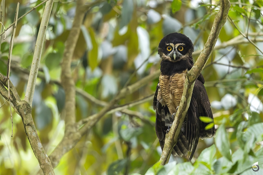 Spectacled owl <i> (Pulsatrix perspicillata)</i>