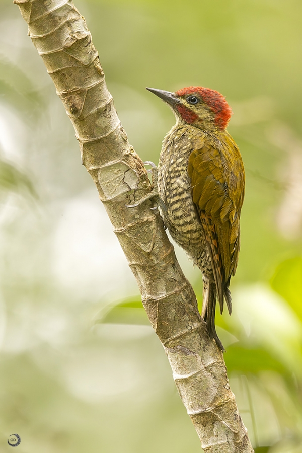 Stripe-cheeked woodpecker <i>(Piculus callopterus)</i>