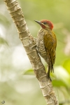 Stripe-cheeked woodpecker <i>(Piculus callopterus)</i>