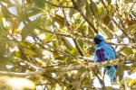 Blue cotinga <i>(Cotinga nattererii) </i>
