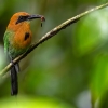 Broad-billed Motmot <I> (Electron platyrhynchum)</I>