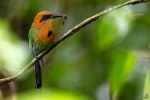 Broad-billed Motmot <I> (Electron platyrhynchum)</I>