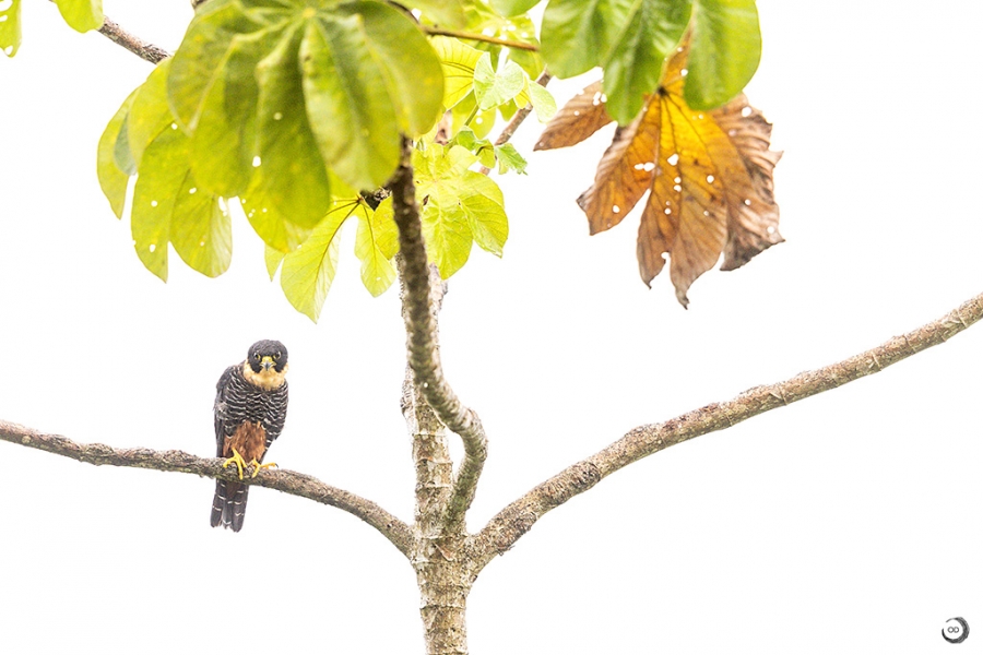 Bat falcon <i>(Falco rufigularis)</i>