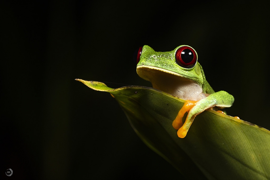 Red-eyed tree frog <i>(Agalychnis callidryas)</i>