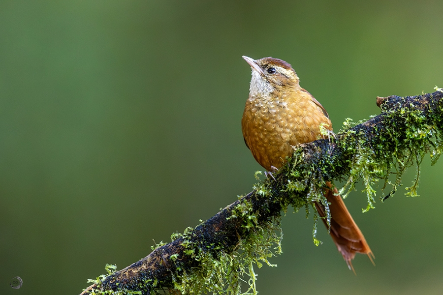 Ruddy treerunner <i>(Margarornis rubiginosus)</i>