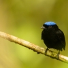 Velvety manakin <i>(Lepidothrix velutina)</i>
