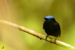 Velvety manakin <i>(Lepidothrix velutina)</i>