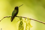 Green-fronted lancebill <i>(Doryfera ludovicae)</i>